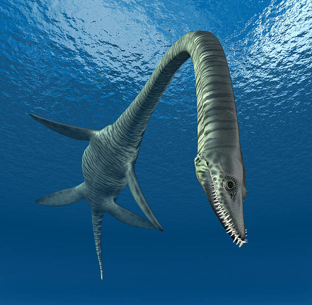 90+ Pics For Plesiosaur Elasmosaurus Stock Photos, Pictures & Royalty-Free Images - iStock