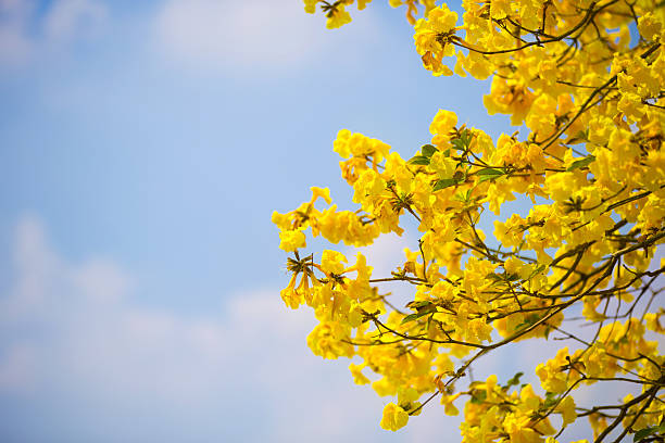istock Little yellow flowers 465436156