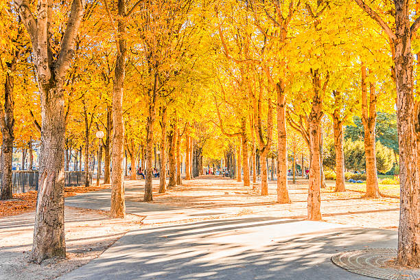 istock Golden leaf trees planted around the park 465440626