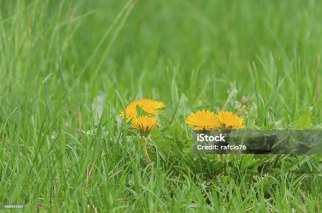 Yellow flowers on a green background. Yellow flowers on green grass. Grass Stock Photo