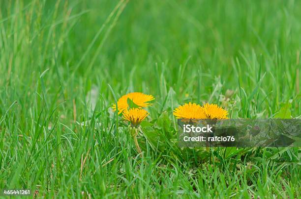 Yellow Flowers On A Green Background Stock Photo - Download Image Now - Grass, Horizontal, Nature