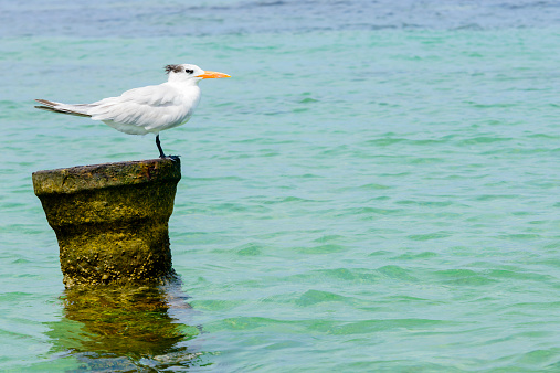 A Royal Tern standing on a post looking out to the sea