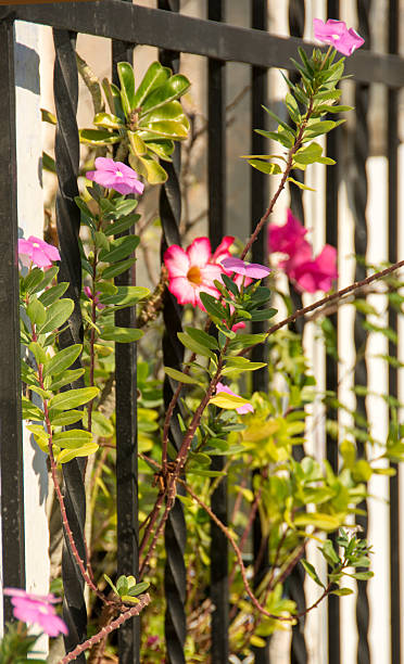 istock Mexican security fence with pink flowers. 465441928