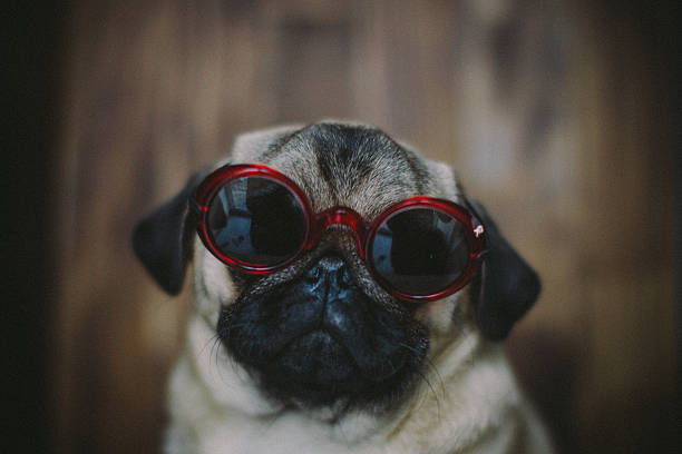 istock Pug puppy in sunglasses 465442096