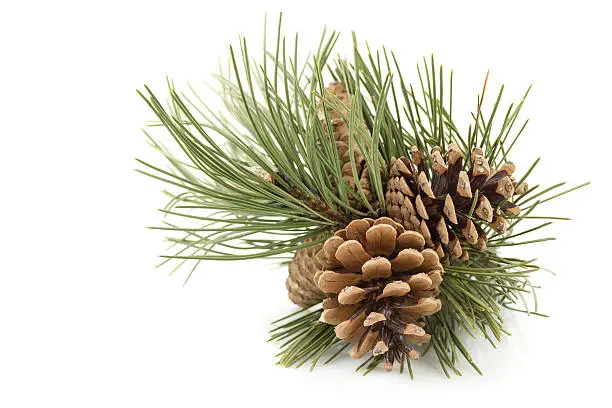 Photo of Three pine cones with green pine tree needles