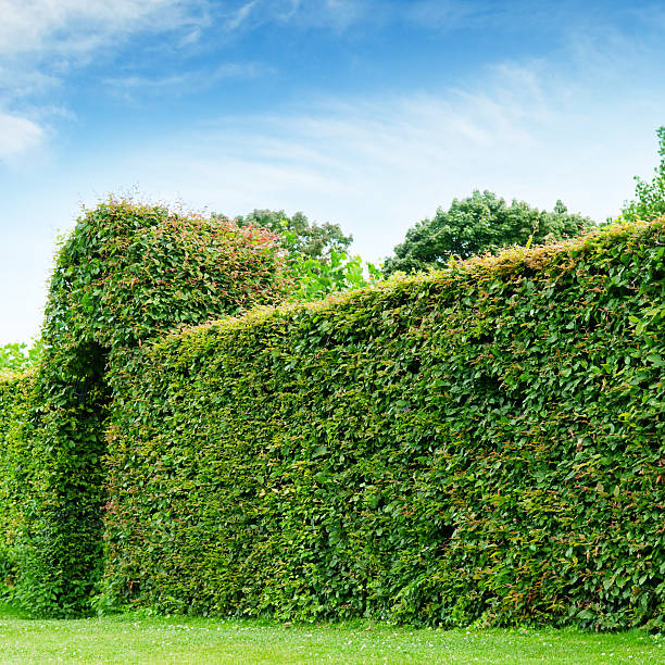 istock green fence in a summer park 465443149