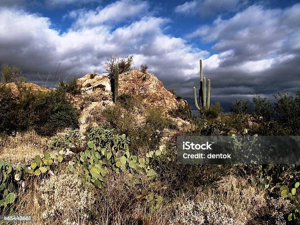 サワロ国定公園 - アメリカ南西部のストックフォトや画像を多数ご用意 - アメリカ南西部, アリゾナ州, アリゾナ州 フェニックス