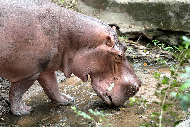 istock Hippo walking in the zoo 465445452