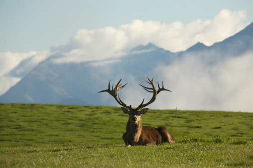 Red Stag resting in on the hills outside of Christchurch, New Zealand at the edge of the Canterbury plains.
