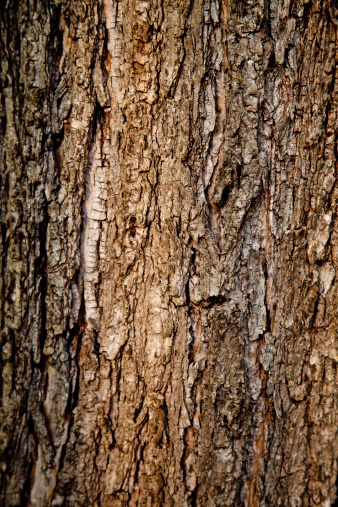 old tree texture background pattern