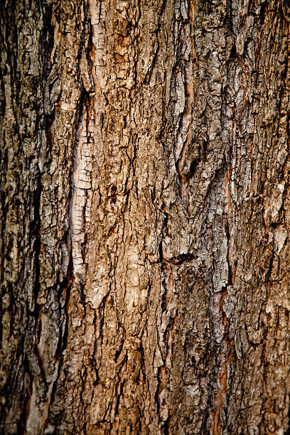 old tree texture stock photo