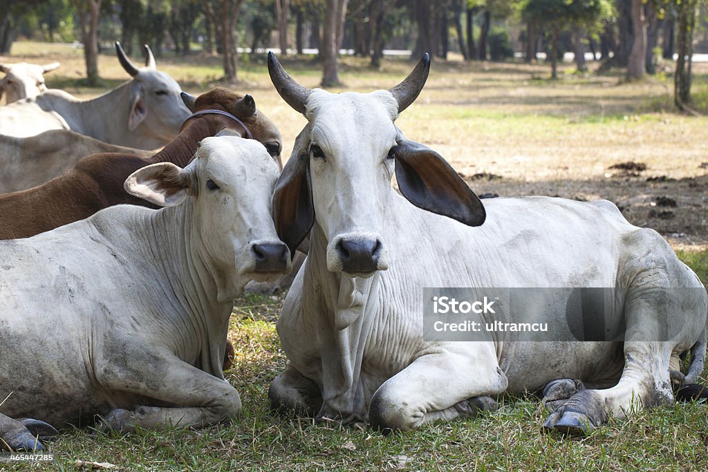 Manadas de vaca - Foto de stock de Agricultura libre de derechos