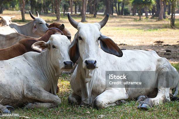 Manadas De Vaca Foto de stock y más banco de imágenes de Agricultura - Agricultura, Aire libre, Carne de vaca