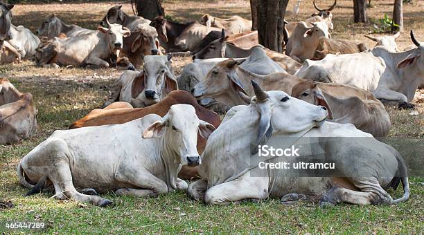 Vaca Efectivos - Fotografias de stock e mais imagens de Agricultura - Agricultura, Ao Ar Livre, Carne de Vaca