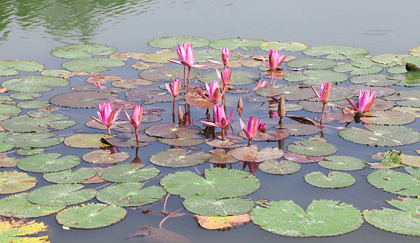 istock Lotus in the lake 465447325