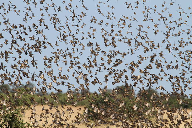 Swarm of Quelea birds A swarm of Quelea birds in the Kruger National Park in South Africa flock of birds red billed weaver bird weaverbird africa stock pictures, royalty-free photos & images
