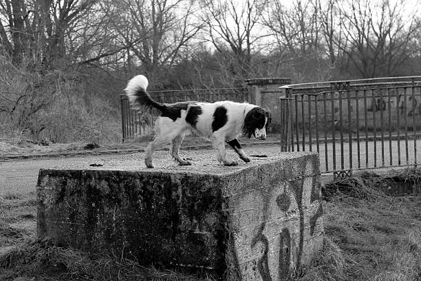 istock Manny at Castle Rising Village 465448060