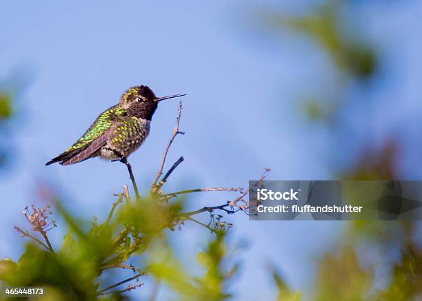 Annas Hummingbird Stock Photo - Download Image Now - Calibrachoa, Animal, Animal Body Part