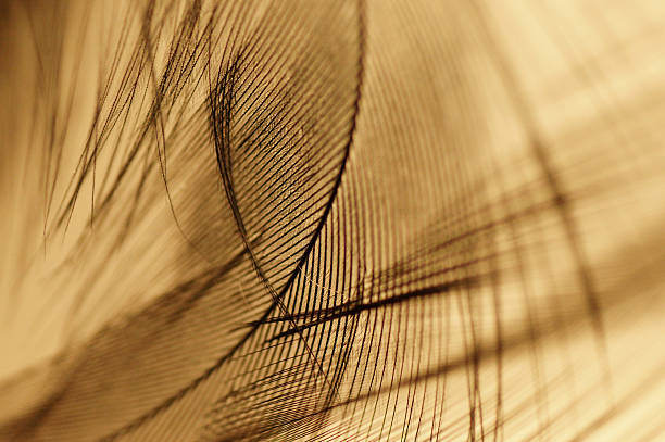 istock Close-up of a dark feather with yellow background 465448287