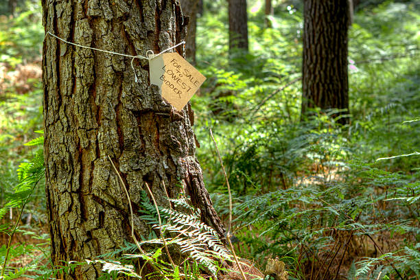 istock Tree with for sale tag tied around the trunk 465448774
