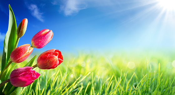 red and purple tulips in green meadow