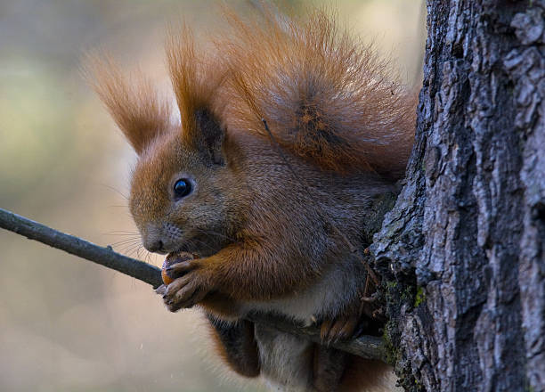 Squirrel stock photo