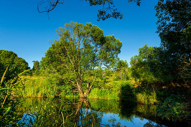 the glassy conditions of the creek reflect the shore and trees very nicely. peaceful scenery