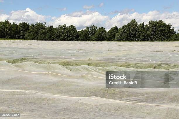 Gemüse Plantation Ist Mit Foliendruck Stockfoto und mehr Bilder von 2015 - 2015, Eingewickelt, Feld