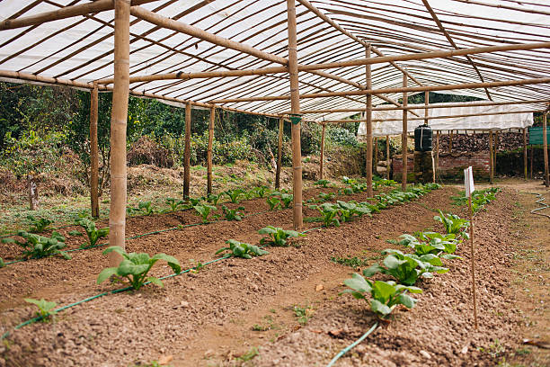 Drip Irrigation Plantation using the drip irrigation method in rural Nepal. Slective Focus stock pictures, royalty-free photos & images