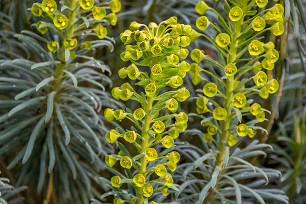 Euphorbia Characias in bloom Macro center focus on the flower on Euphorbia Characias. The white milky sap of this plant is poisonous and a skin irritant. euphorbia characias stock pictures, royalty-free photos & images