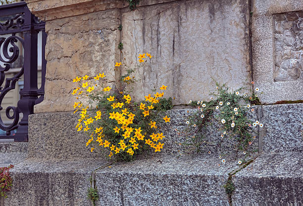 Close up of winter jasmine flowers.