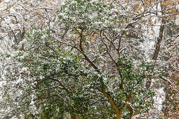 Trees in the winter park