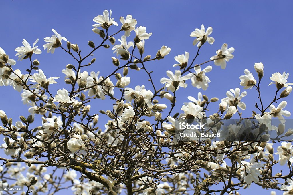 White star magnolia Beautiful white star magnolia against a blue sky Beauty In Nature Stock Photo