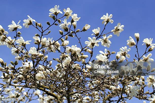 White Star Magnolia Stock Photo - Download Image Now - Beauty In Nature, Blossom, Blue