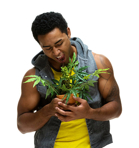 istock Muscular man holding marijuana plant 465457935