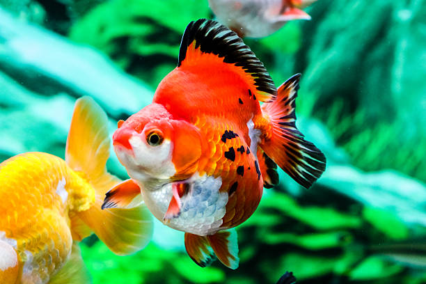 istock Goldfish in aquarium 465458454