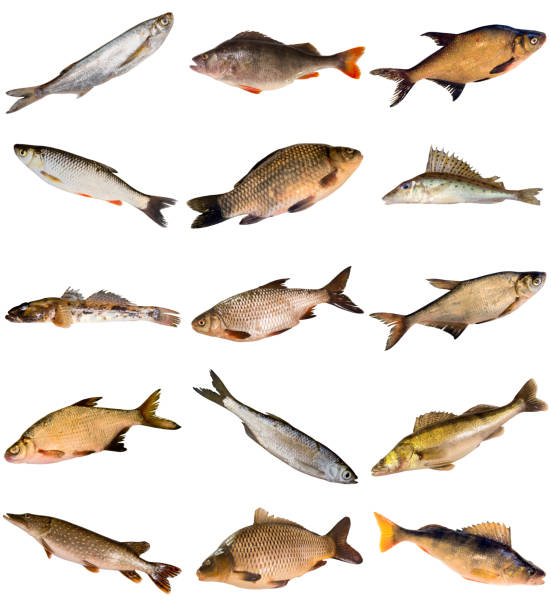 Collection of fresh water fish Collection of fresh water fish living in Dnipro river isolated on white background bullhead fish stock pictures, royalty-free photos & images