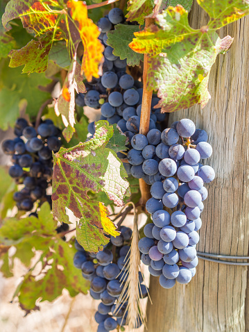 Grapes in vineyards in the wine region near Cape Town and Franschhoek in South Africa.