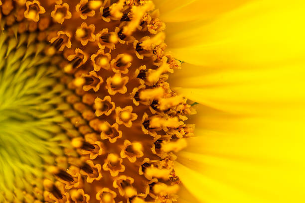 istock Sunflowers in Lopburi, Thailand 465459341