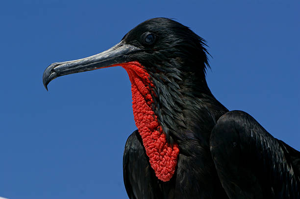istock Male Frigate Portrait 465459855