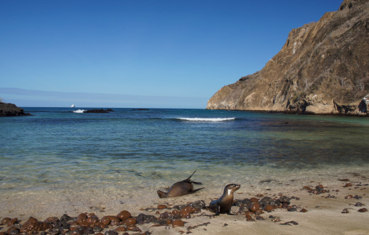 Sea lions relaxing in the water of Cerro Brujo on San Cristobal Island in the Galapagos Islands