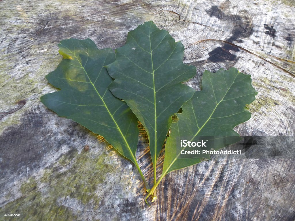 Leafes - Lizenzfrei Blatt - Pflanzenbestandteile Stock-Foto