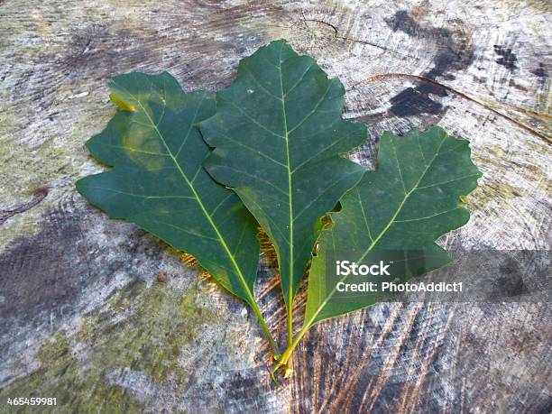 Leafes Stockfoto und mehr Bilder von Blatt - Pflanzenbestandteile - Blatt - Pflanzenbestandteile, Dekoration, Fotografie