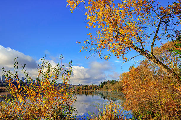 istock Dear Lake view through autumn trees 465461614