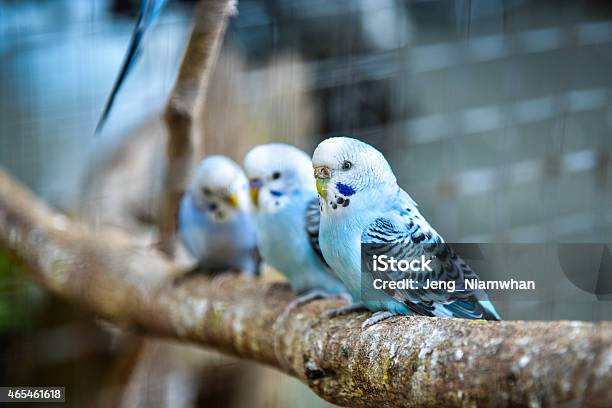 Budgies Stock Photo - Download Image Now - 2015, Animal, Bird