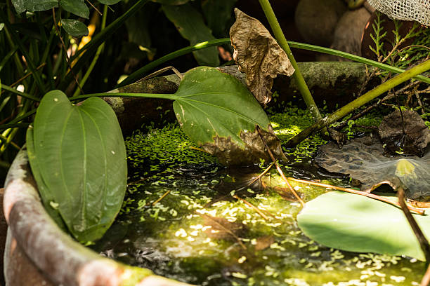 bassin du jardin - single flower flower water lily water plant photos et images de collection