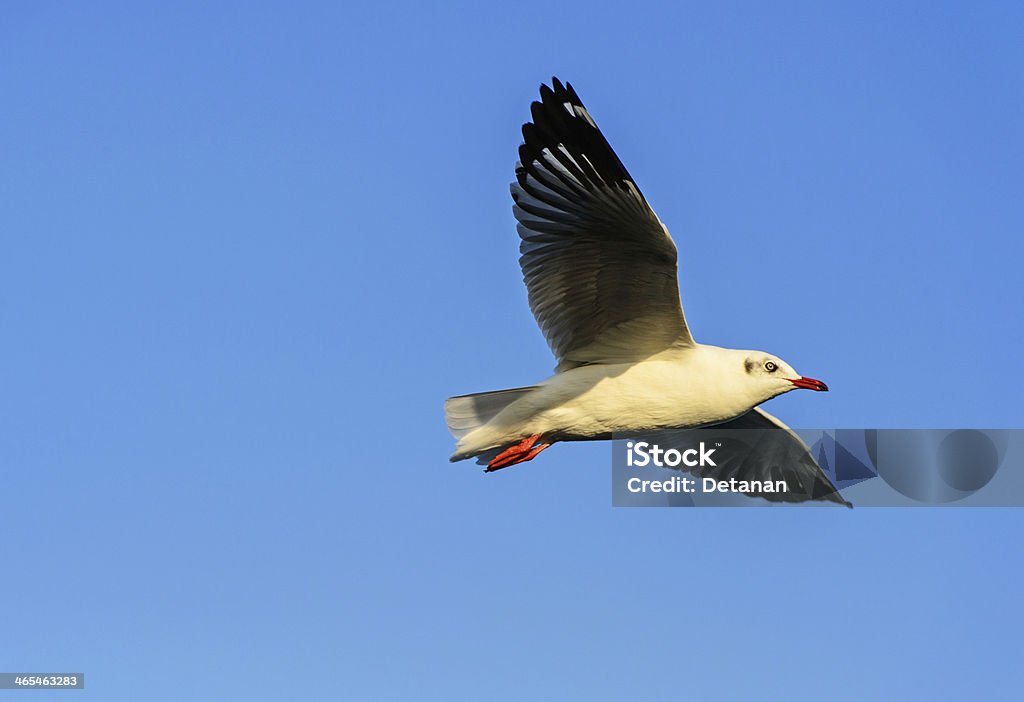 Gabbiano volare in blu furbo - Foto stock royalty-free di Ambientazione esterna