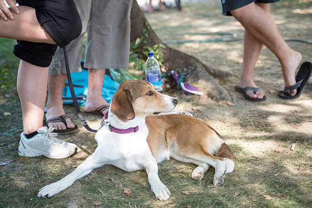 istock German Hound Resting in Shade, Slovenia, Europe 465465032