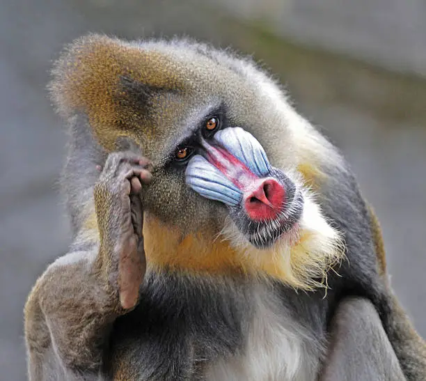 This mandril is thinking how to deal with the photogtapher.