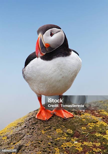 Bird Puffin Norway Stock Photo - Download Image Now - Puffin, Animal Wildlife, Animals In The Wild